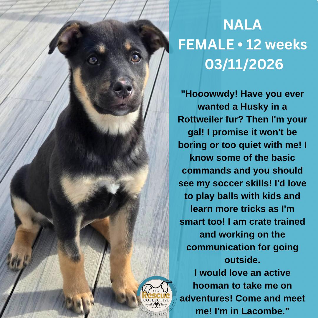 Enlarge Nala, a ADOPTABLE mixed breed in Clive, AB image 1/1