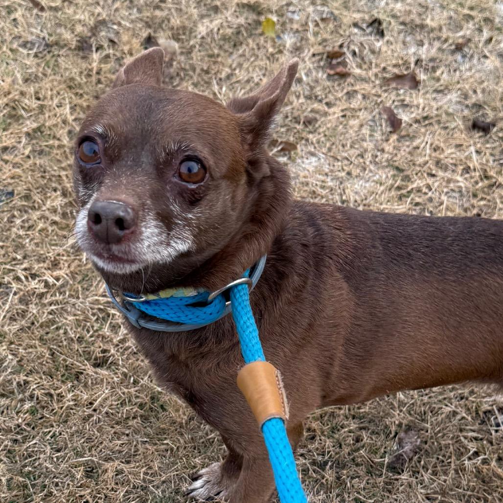 Dottie, Adoptable, Senior Female Chihuahua.