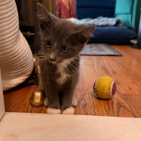Leonardo DiCatrio, Adoptable, Kitten Male Siamese.
