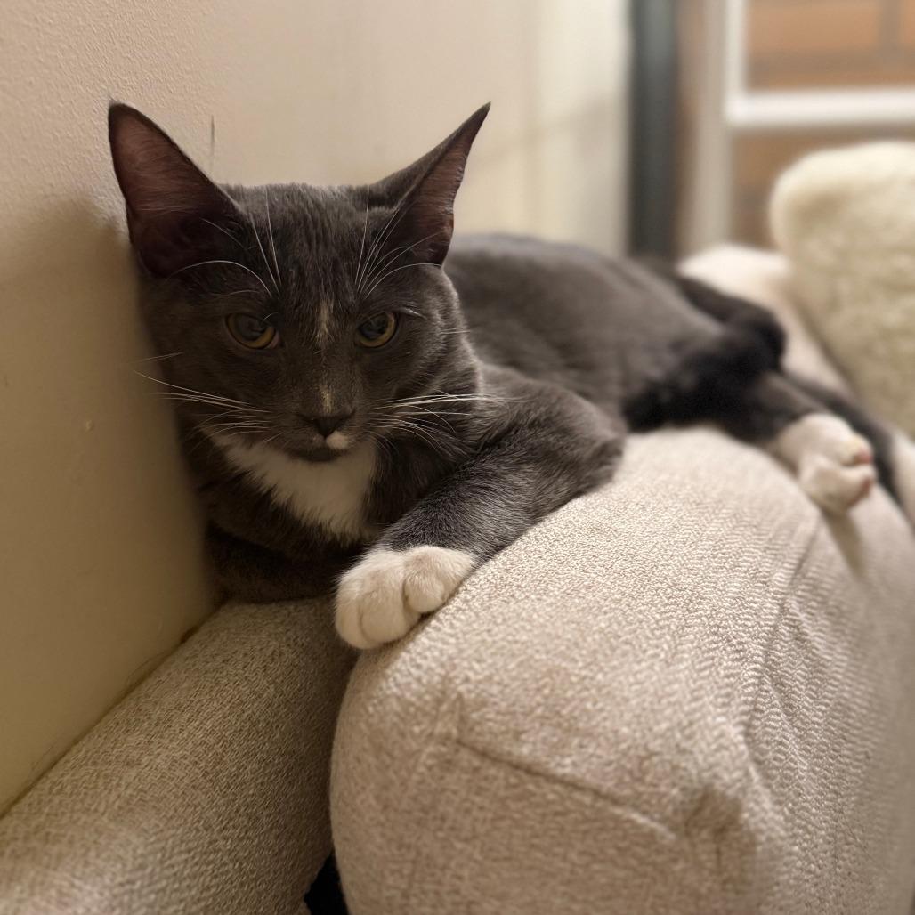 Leonardo DiCatrio, Adoptable, Young Male Siamese.