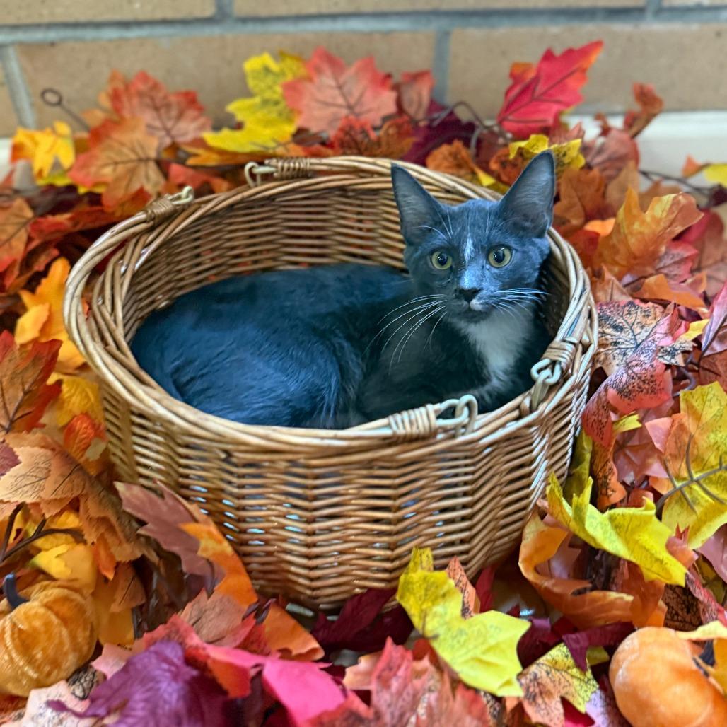 Enlarge Leonardo DiCatrio, a Adoptable Siamese in Staten Island, NY image 3/6