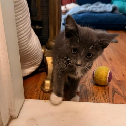 Leonardo DiCatrio, a Adoptable Siamese in Staten Island, NY image 2/6