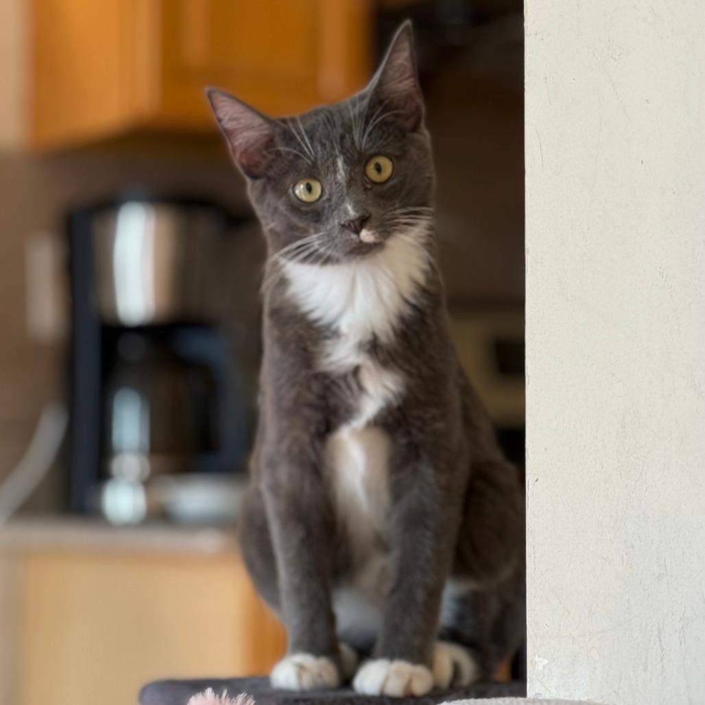 Enlarge Leonardo DiCatrio, a Adoptable Siamese in Staten Island, NY image 4/6