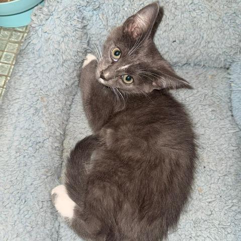 Leonardo DiCatrio, a Adoptable Siamese in Staten Island, NY image 3/6