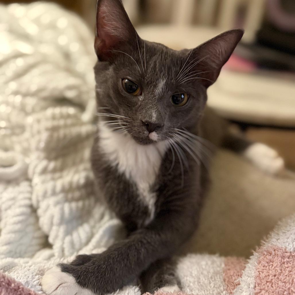Enlarge Leonardo DiCatrio, a Adoptable Siamese in Staten Island, NY image 6/6