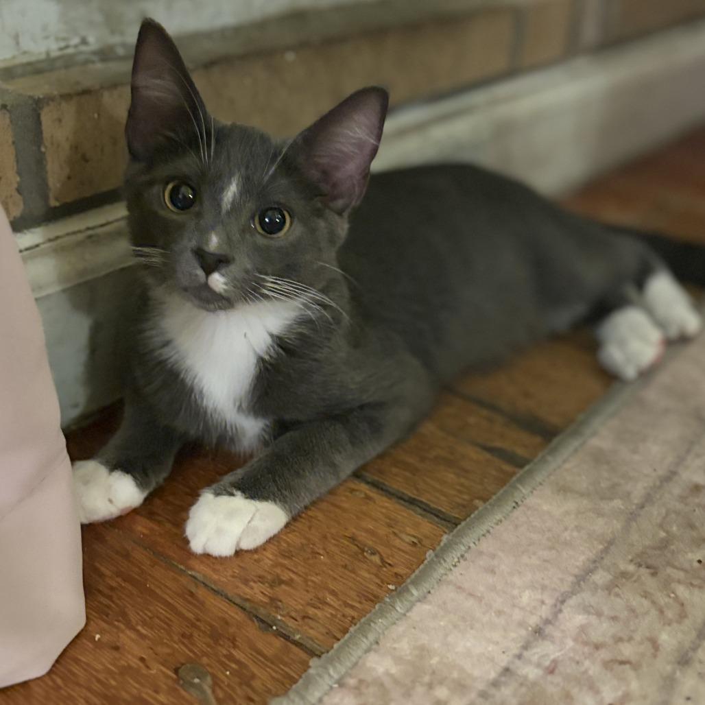 Leonardo DiCatrio, a Adoptable Siamese in Staten Island, NY image 5/6