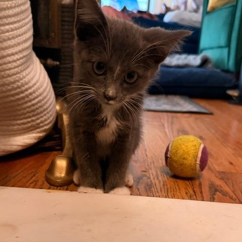 Leonardo DiCatrio, a Adoptable Siamese in Staten Island, NY image 6/6