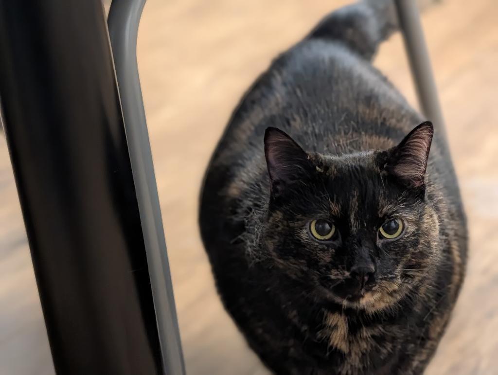 Enlarge Luna, a Adoptable mixed breed in Greenfield, IN image 1/2