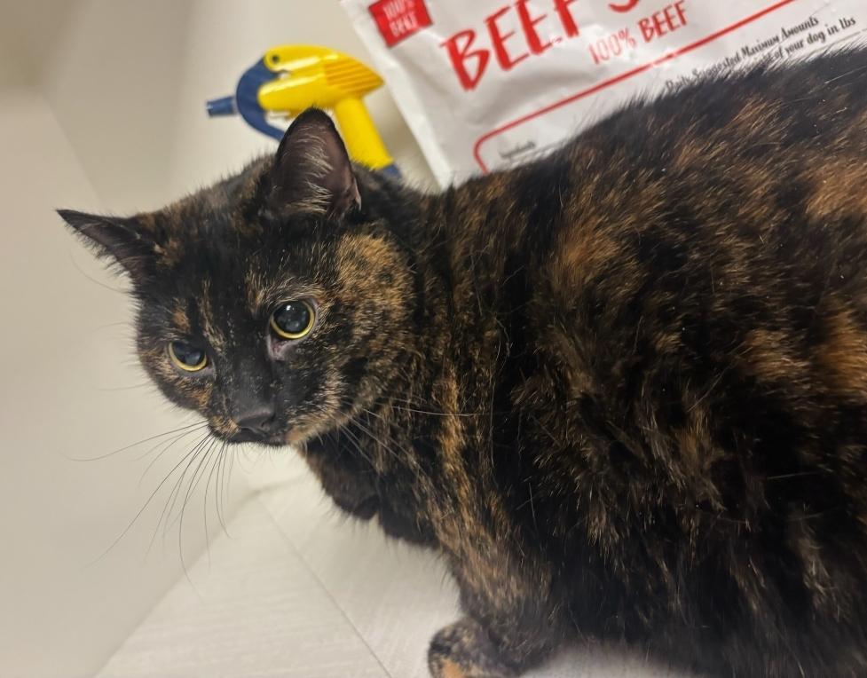 Enlarge Luna, a Adoptable mixed breed in Greenfield, IN image 2/2