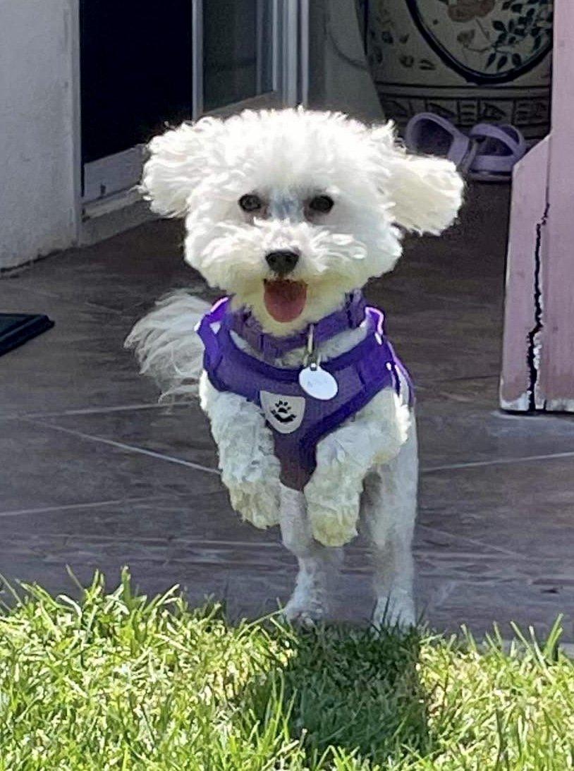 Elsa (Bella) #412, Adopted, Adult Female Maltese & Miniature Poodle.