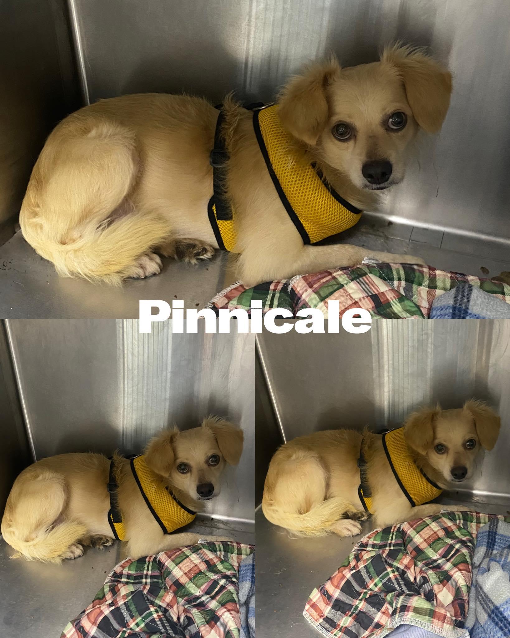 Pinnicale, Adoptable, Adult Male Chihuahua & Dachshund.