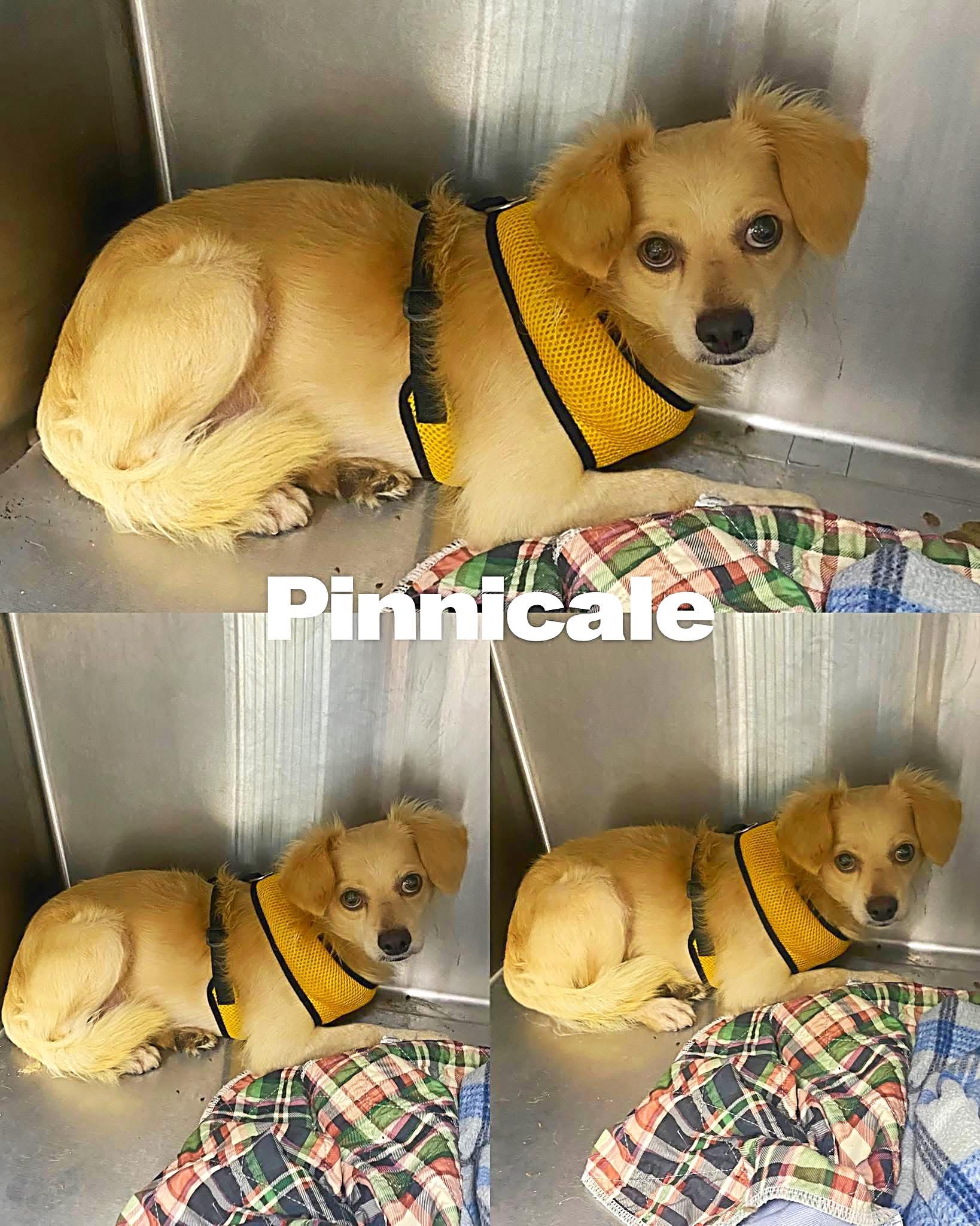 Pinnicale, a Adoptable mixed breed in Saint James, MO image 2/2
