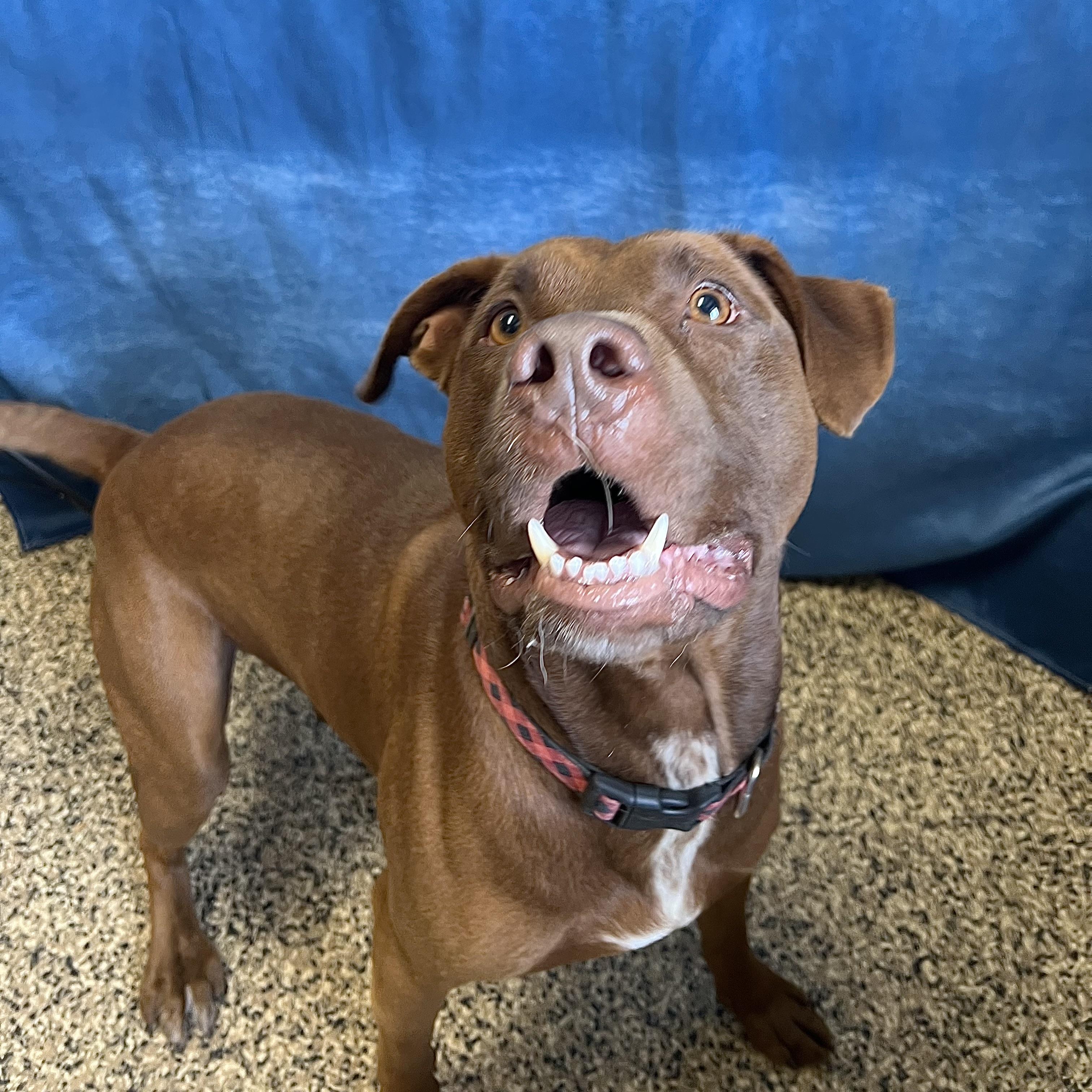 Enlarge Zeus, a ADOPTABLE mixed breed in Fairmont, MN image 2/3