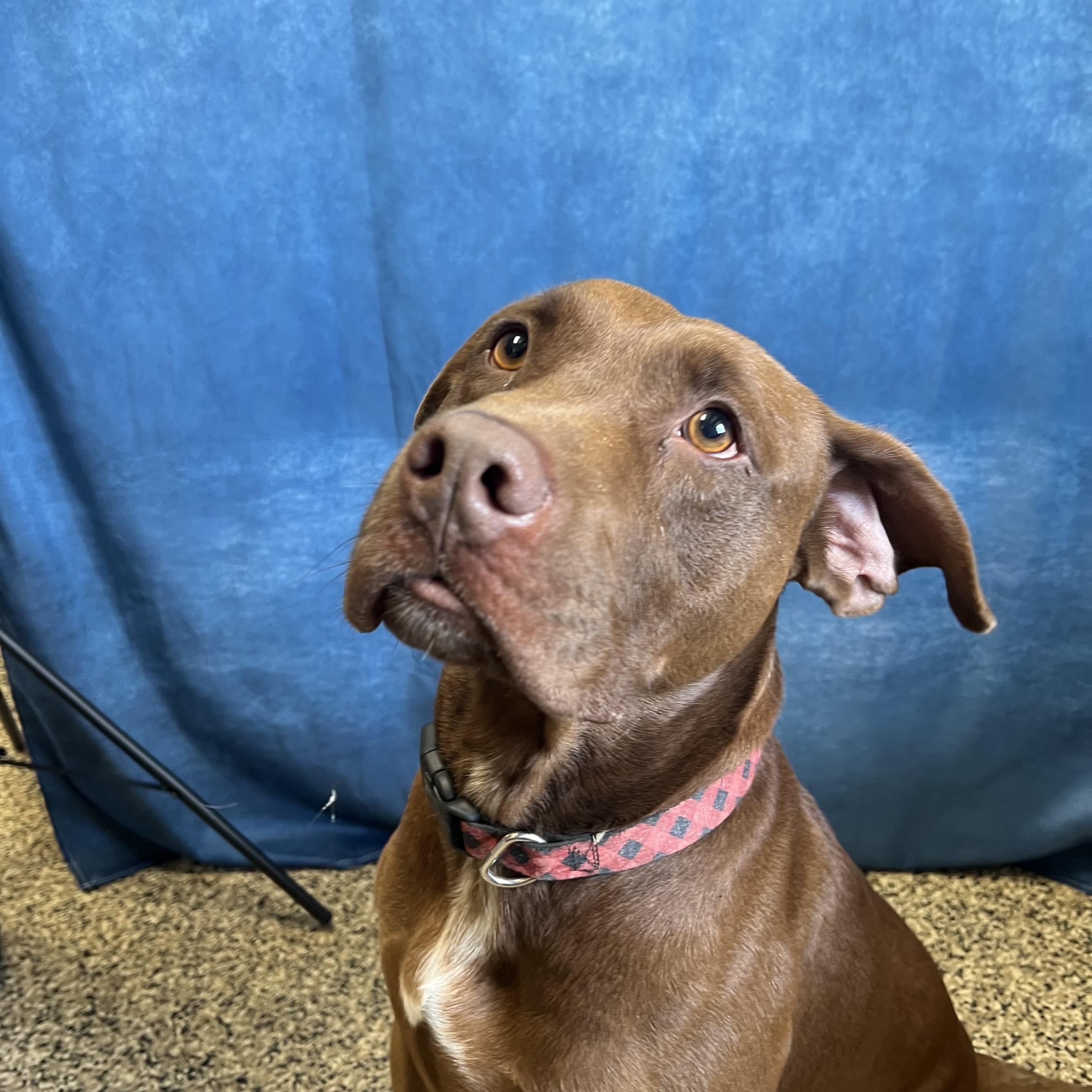 Enlarge Zeus, a ADOPTABLE mixed breed in Fairmont, MN image 3/3