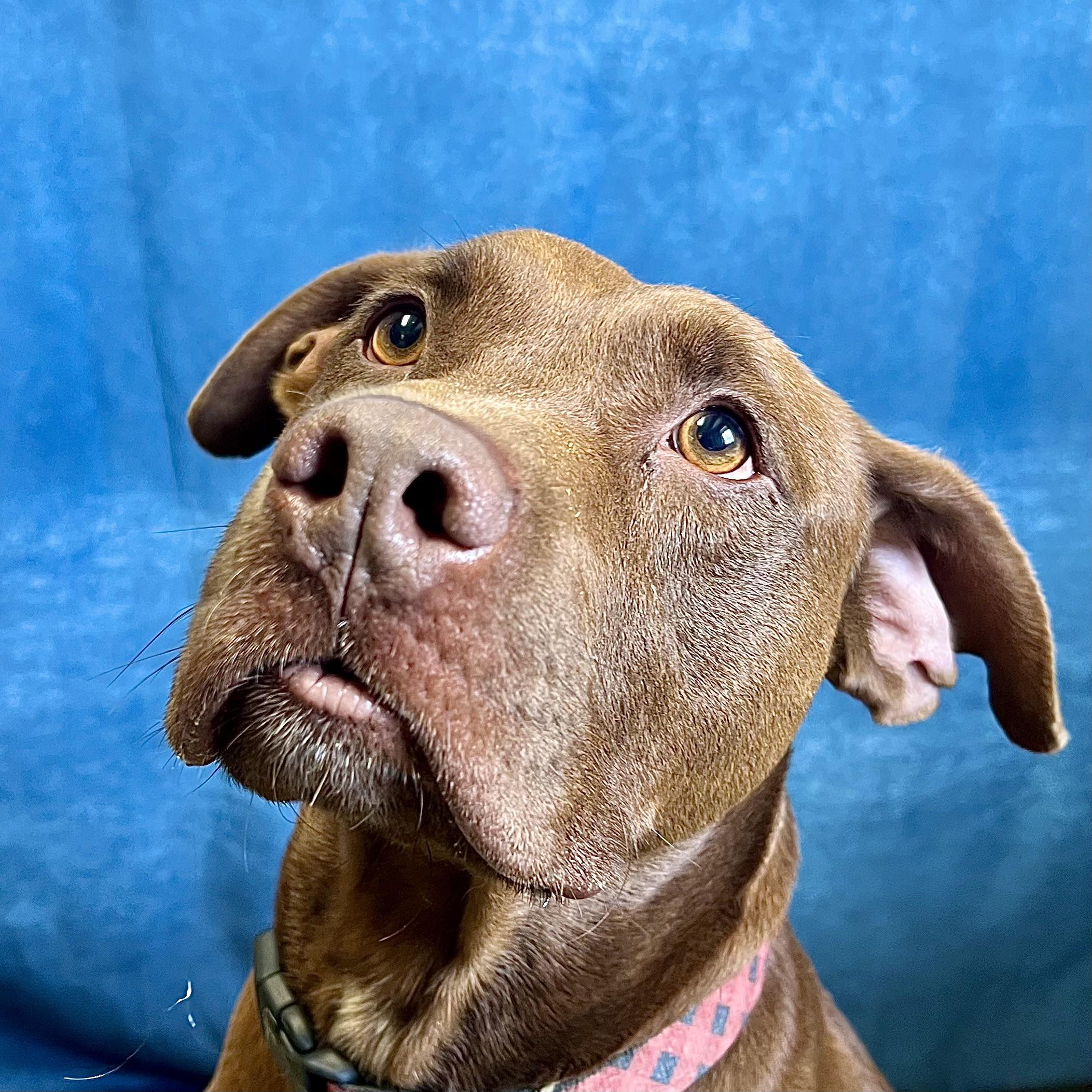 Zeus, ADOPTABLE, Adult Male Pit Bull Terrier.