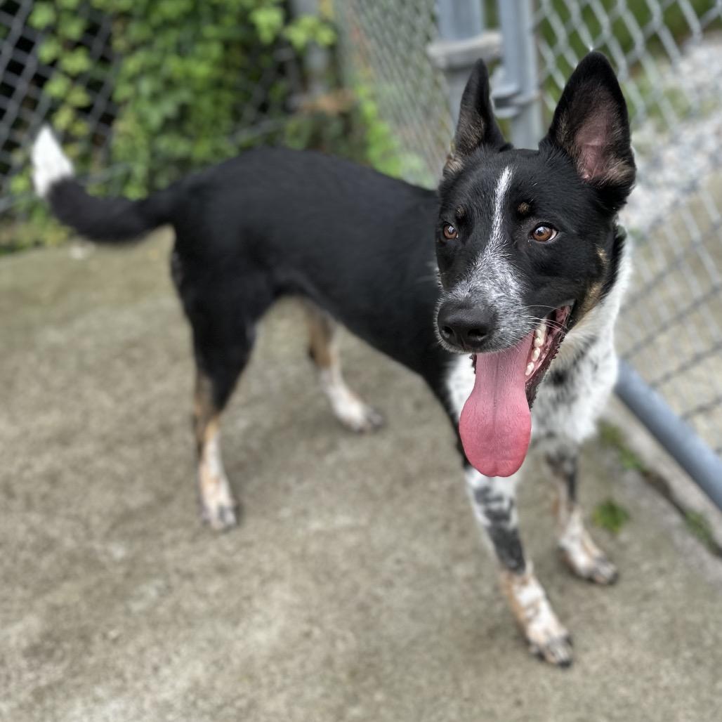 Geppetto, Adoptable, Adult Male Australian Cattle Dog / Blue Heeler.