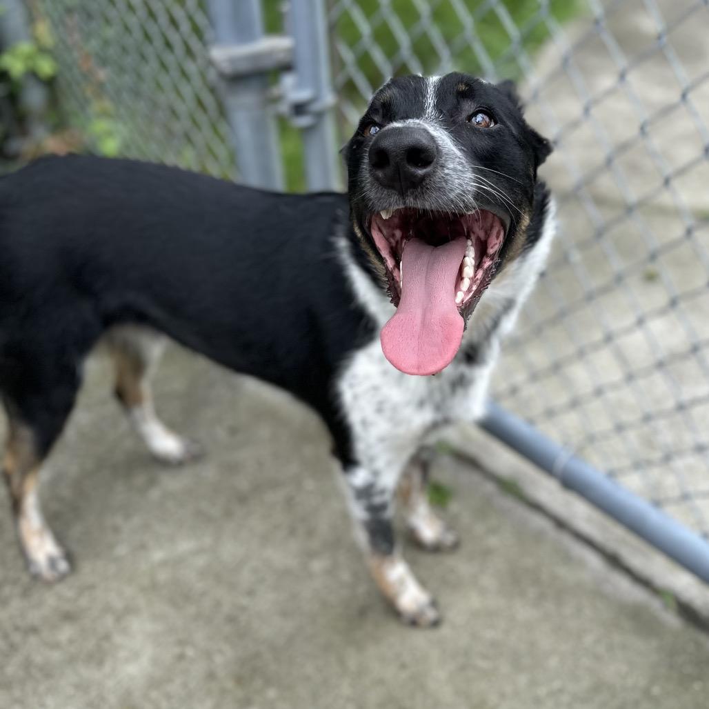 Enlarge Geppetto, a Adoptable Australian Cattle Dog / Blue Heeler in Chesapeake, VA image 2/4