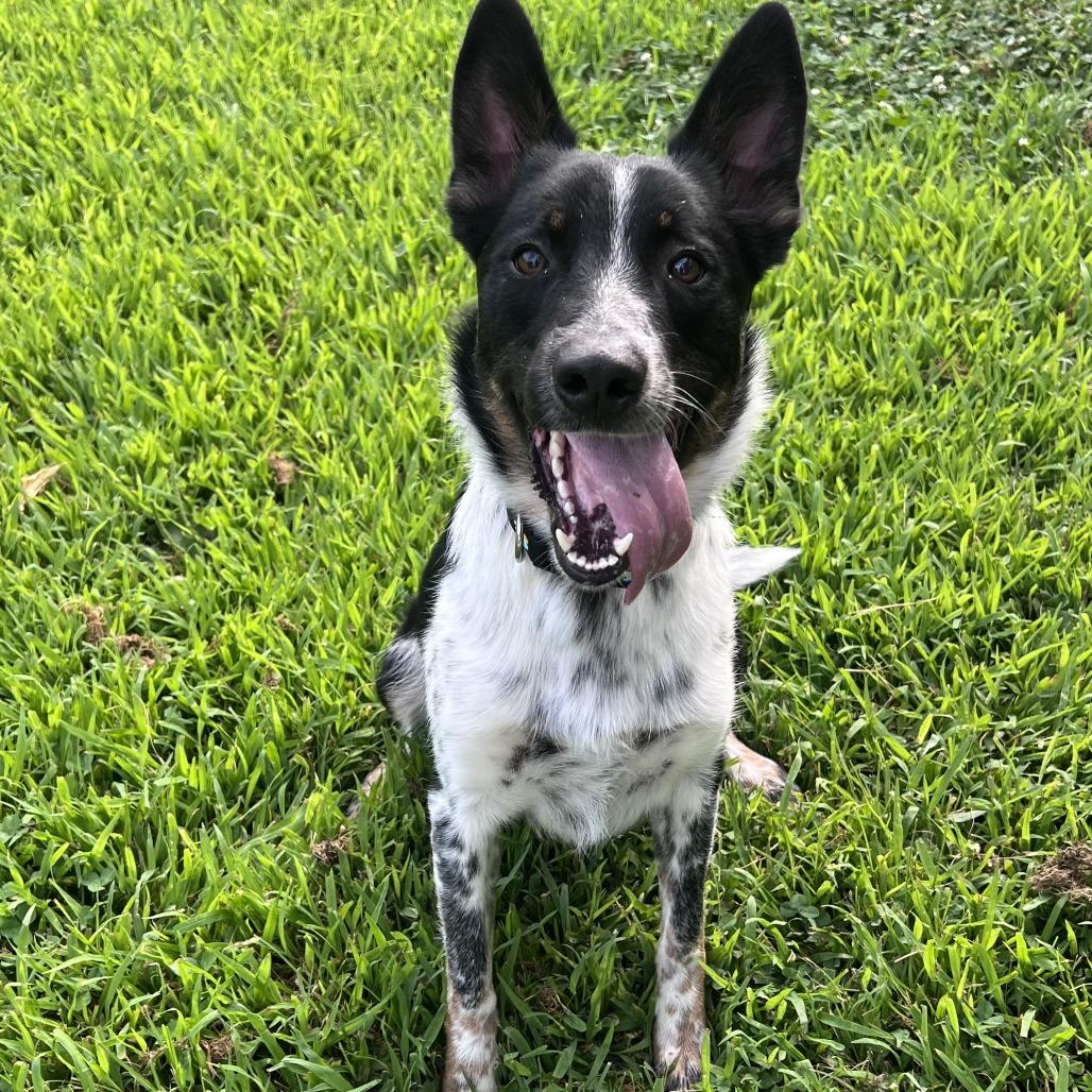 Enlarge Geppetto, a Adoptable Australian Cattle Dog / Blue Heeler in Chesapeake, VA image 3/4