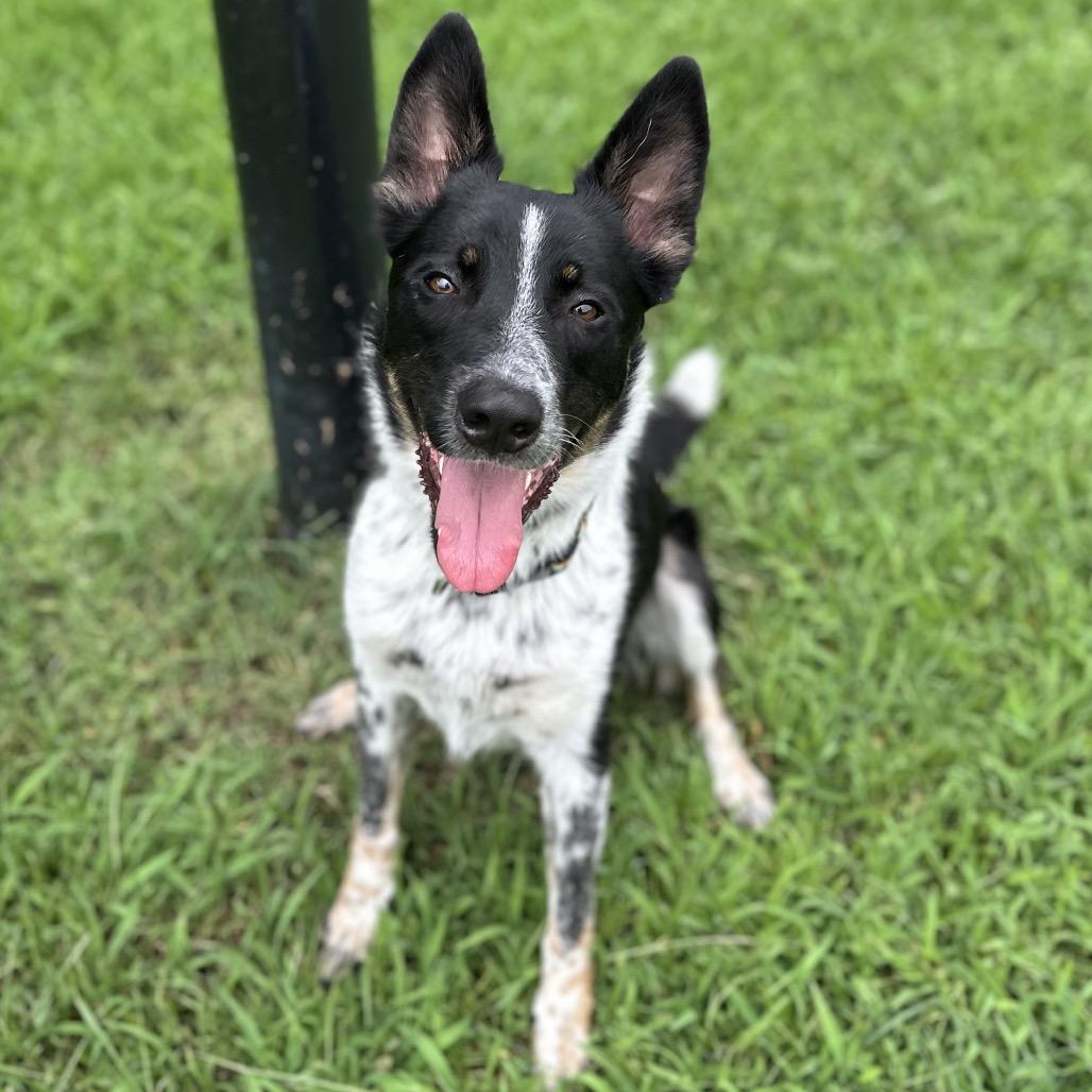 Enlarge Geppetto, a Adoptable Australian Cattle Dog / Blue Heeler in Chesapeake, VA image 4/4