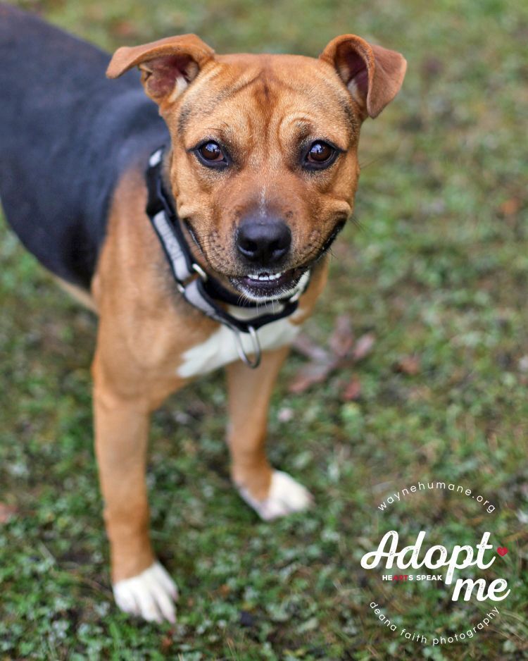 Juju, Adoptable, Adult Male Pit Bull Terrier & Shepherd.