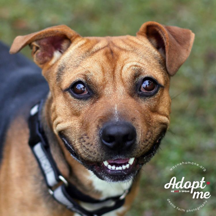 Enlarge Juju, a Adoptable mixed breed in Lyons, NY image 2/12