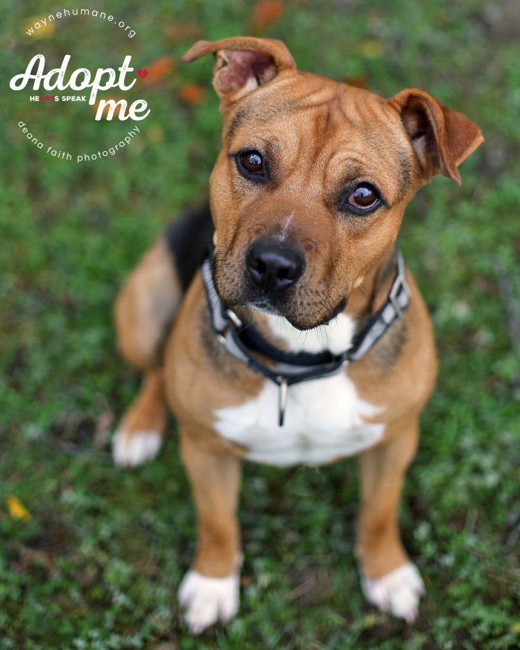 Enlarge Juju, a Adoptable mixed breed in Lyons, NY image 3/12