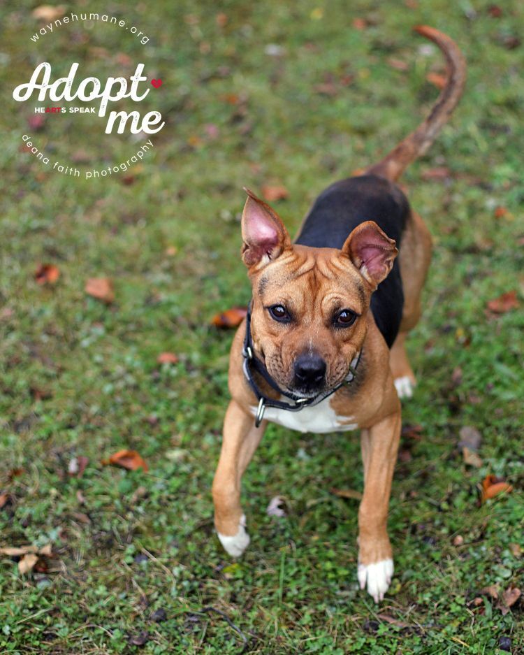 Enlarge Juju, a Adoptable mixed breed in Lyons, NY image 4/12