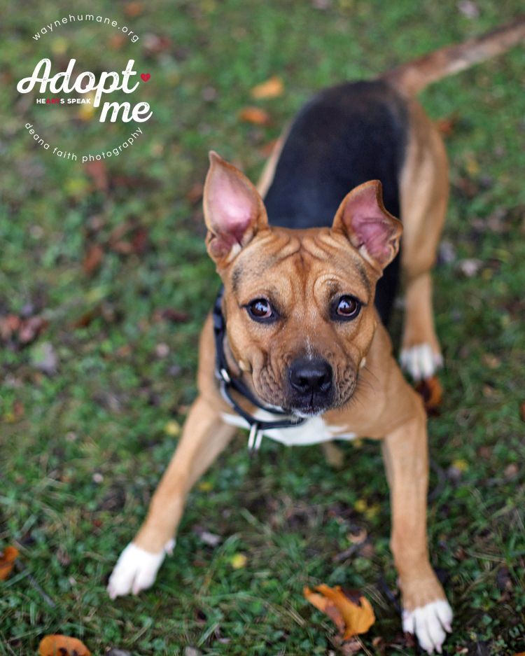 Enlarge Juju, a Adoptable mixed breed in Lyons, NY image 5/12