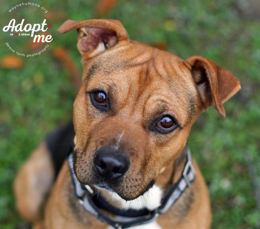 Enlarge Juju, a Adoptable mixed breed in Lyons, NY image 6/12