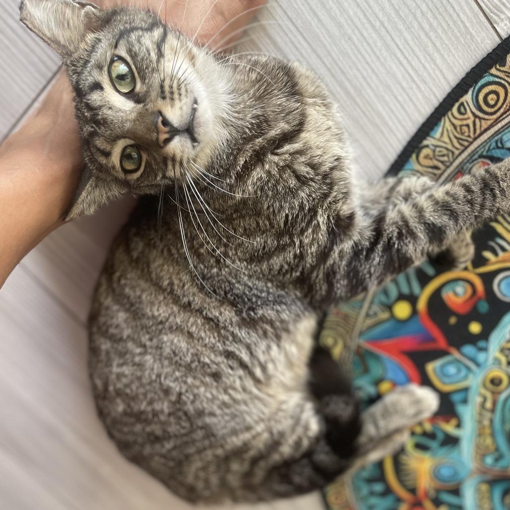 Enlarge Sweetness, a Adoptable Domestic Short Hair in Boston, MA image 1/2
