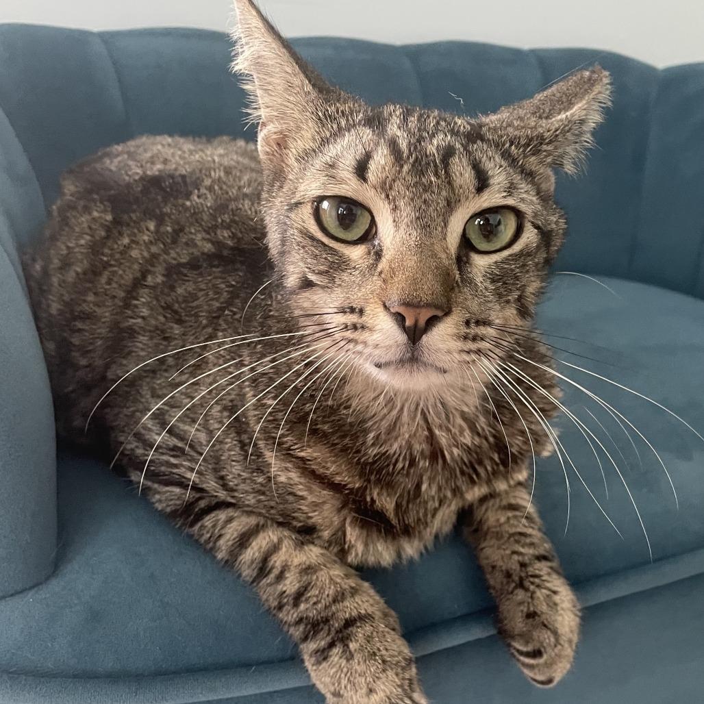 Enlarge Sweetness, a Adoptable Domestic Short Hair in Boston, MA image 2/2