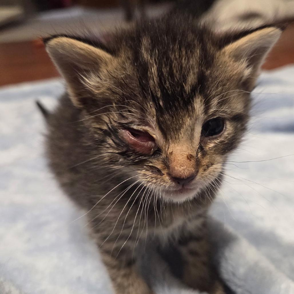 Alpha, Adoptable, Kitten Male Domestic Short Hair.