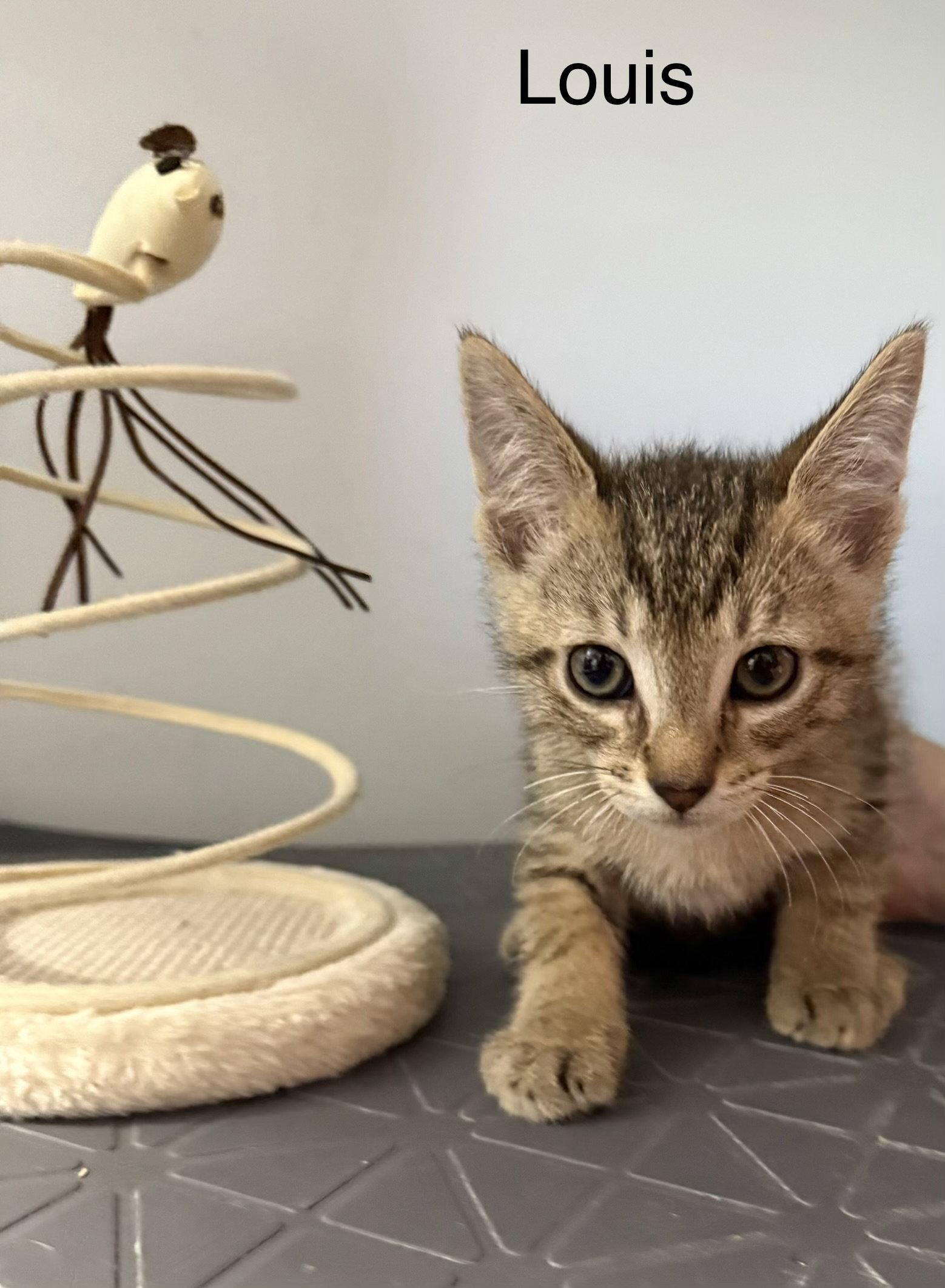 Louis 5.23.26, Adoptable, Kitten Male Domestic Short Hair.