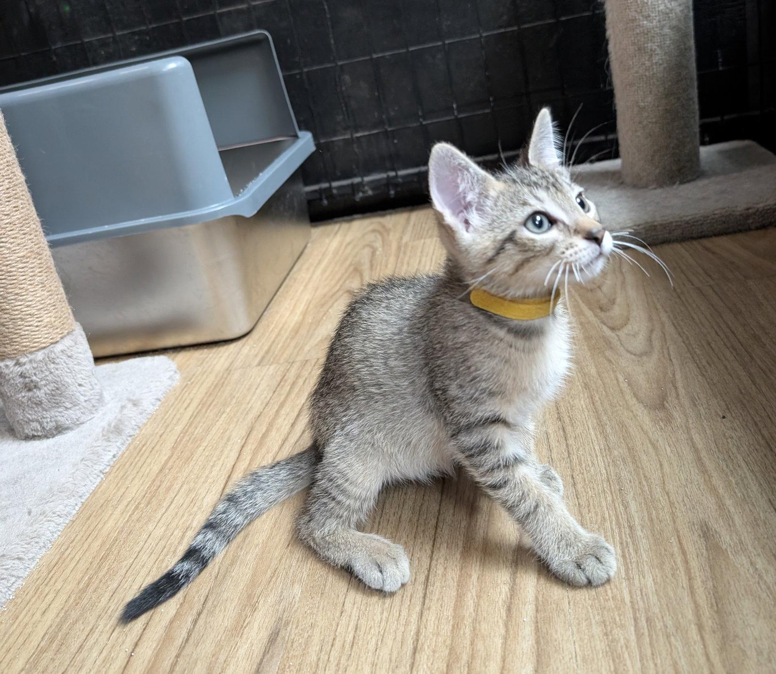 Louis 5.23.26, a Adoptable Domestic Short Hair in Apopka, FL image 2/3