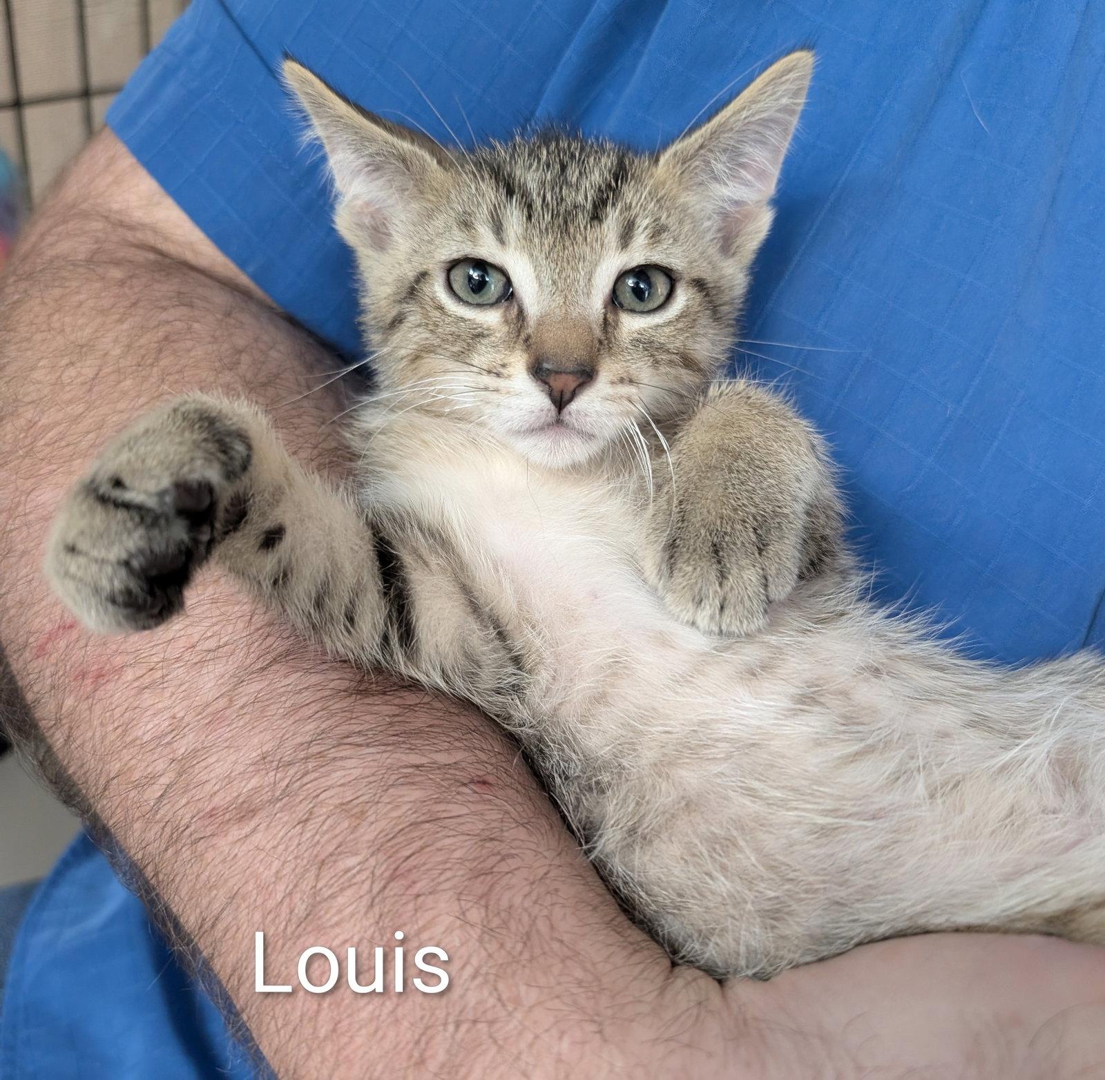 Louis 5.23.26, a Adoptable Domestic Short Hair in Apopka, FL image 3/3