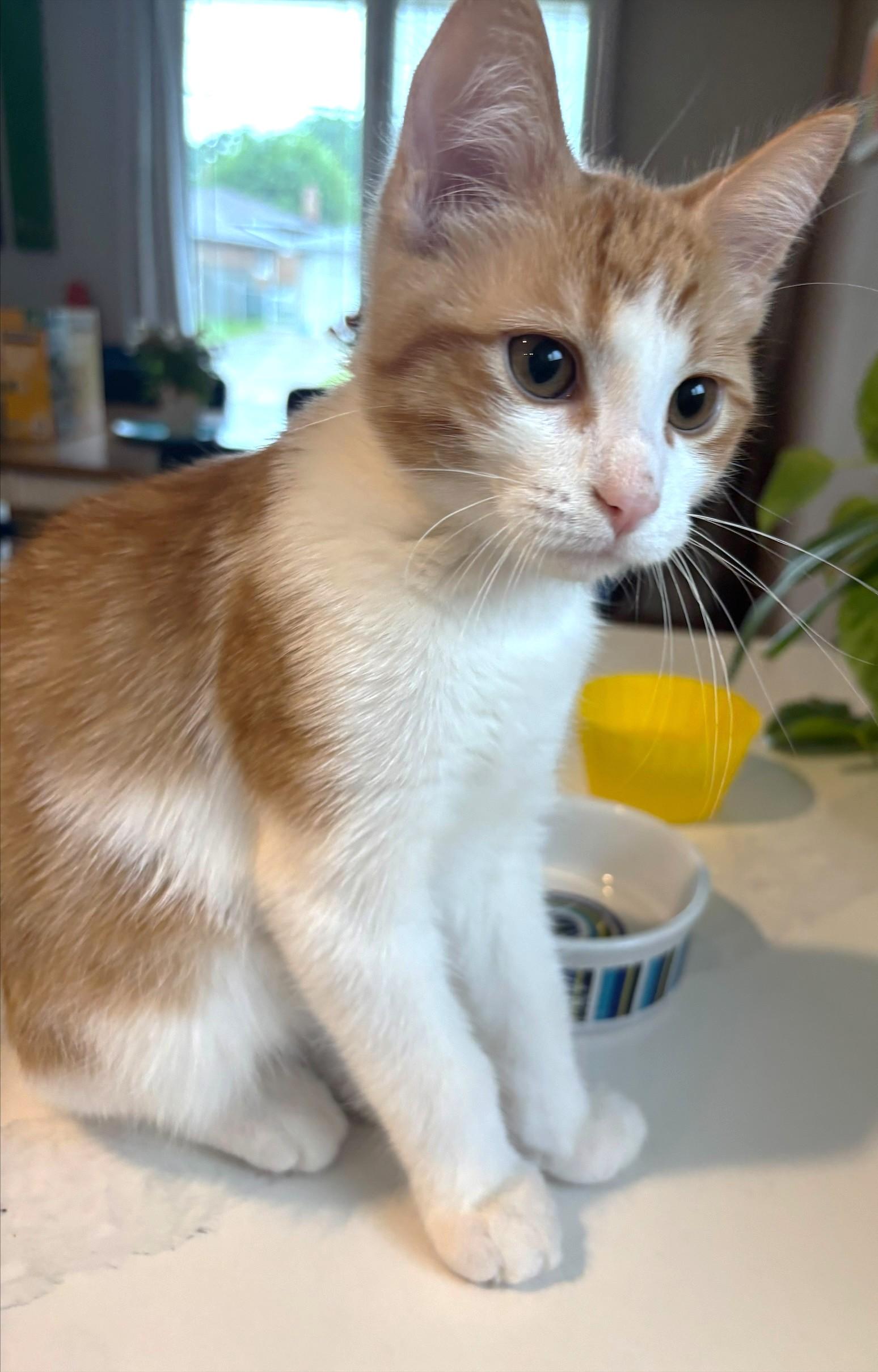 Reggie, ADOPTABLE, Kitten Male Tabby.