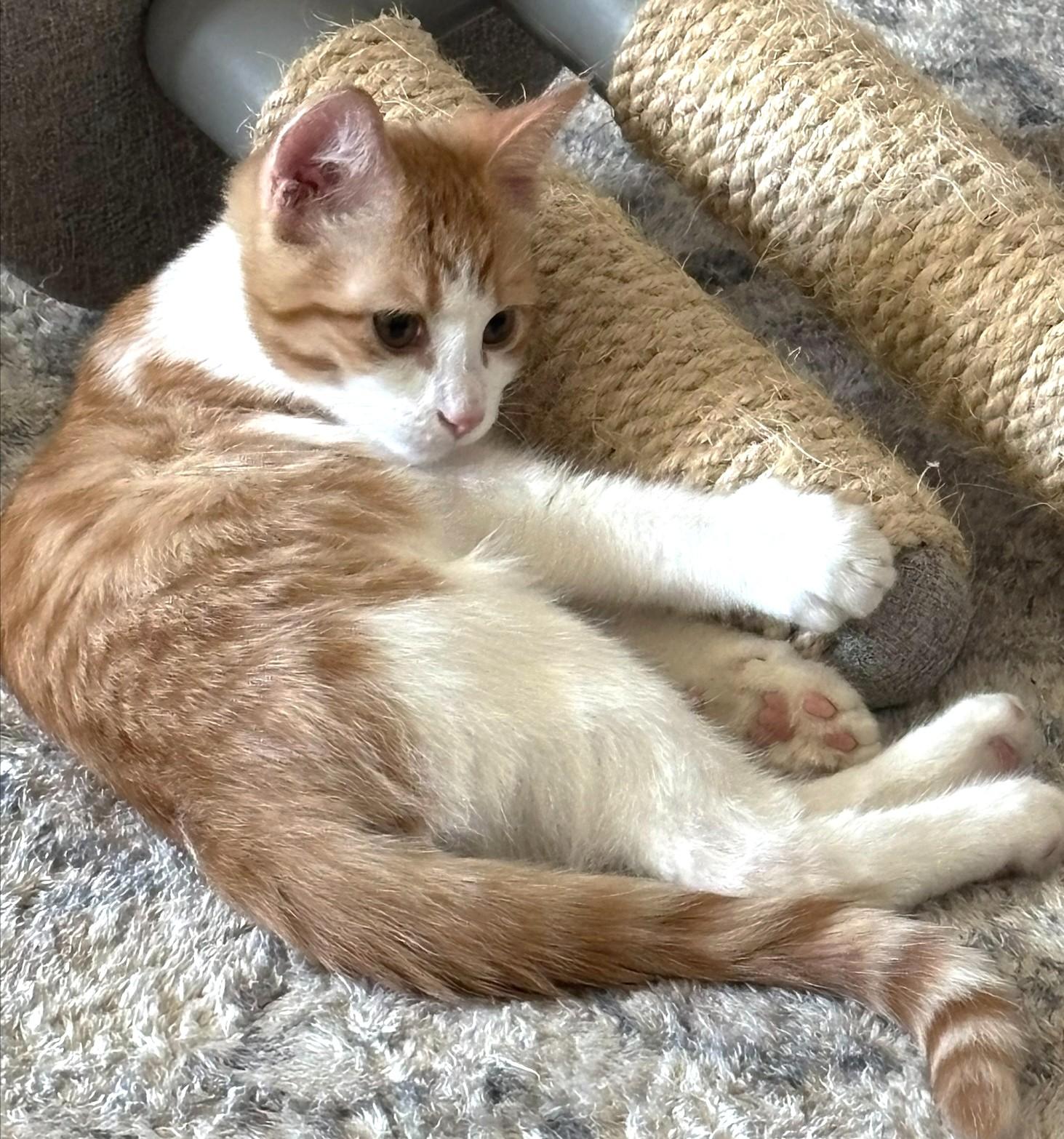 Reggie, ADOPTABLE, Kitten Male Tabby.