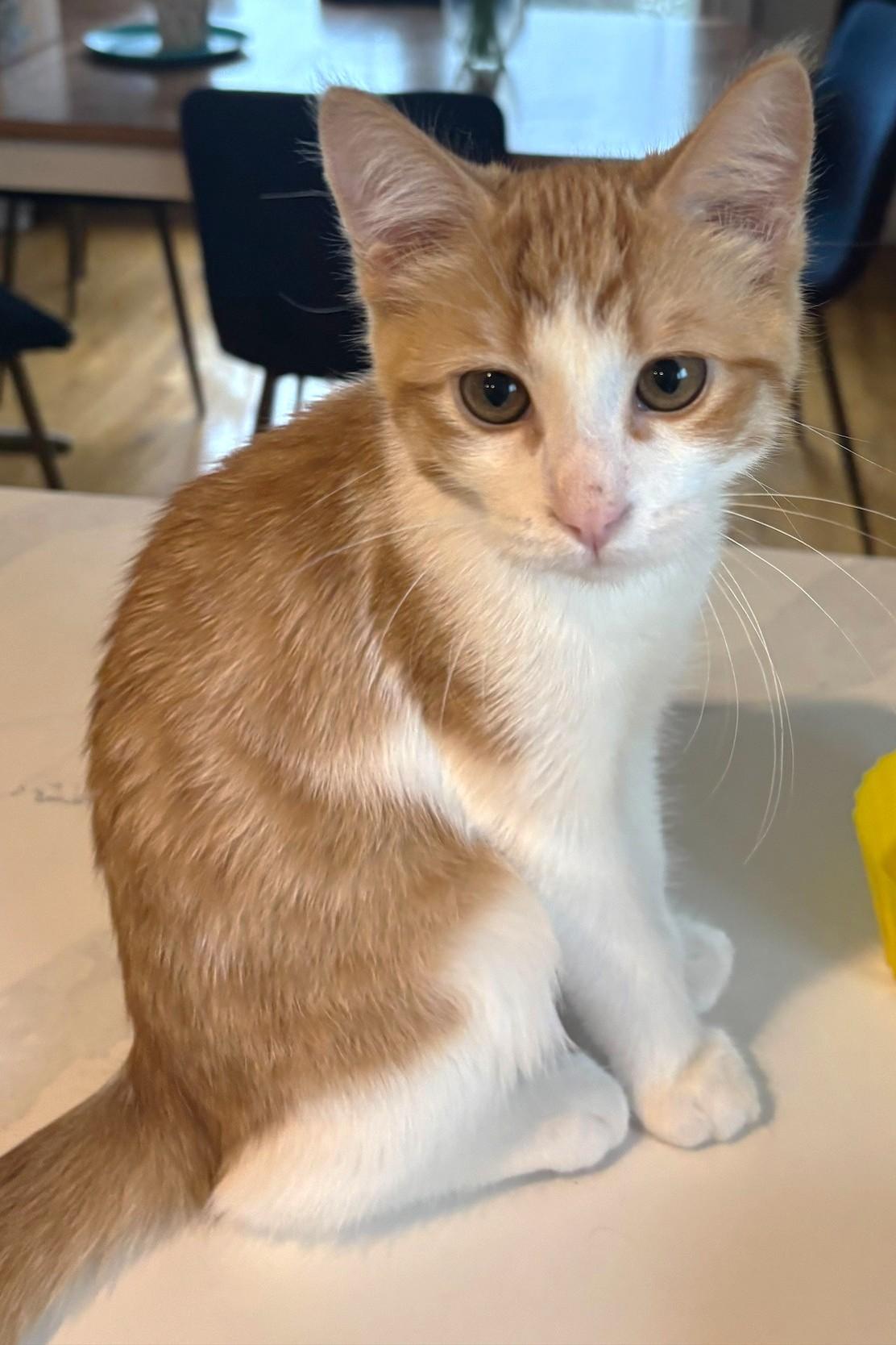 Reggie, a ADOPTABLE Tabby in Stoney Creek, ON image 2/3