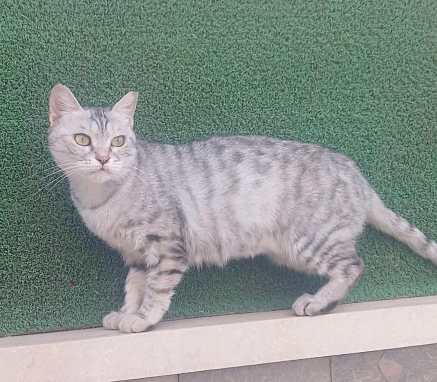 Enlarge Gianna, a Adoptable Egyptian Mau in Brampton, ON image 2/4