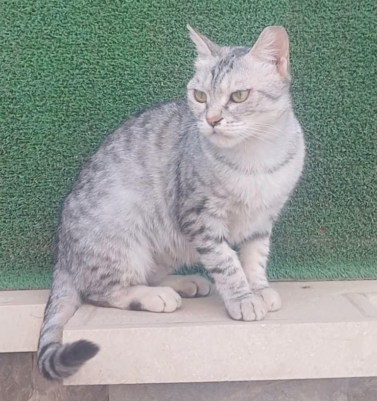 Gianna, Adoptable, Young Female Egyptian Mau.