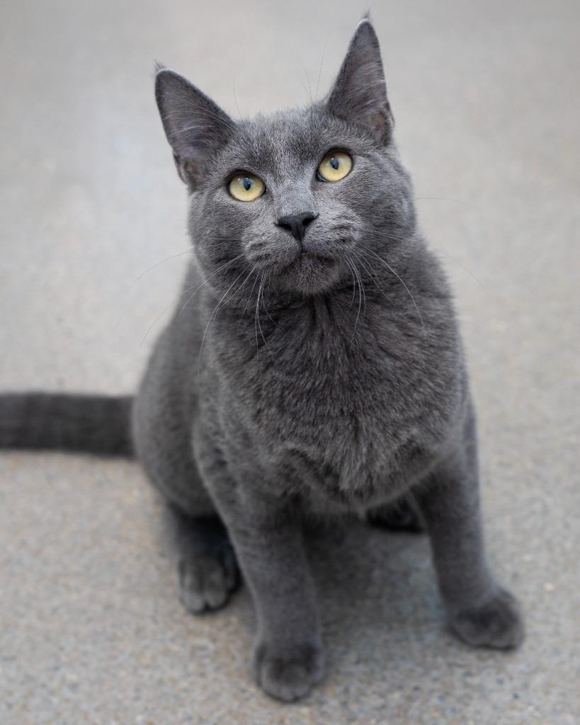 Miso, Adoptable, Kitten Male Domestic Short Hair.