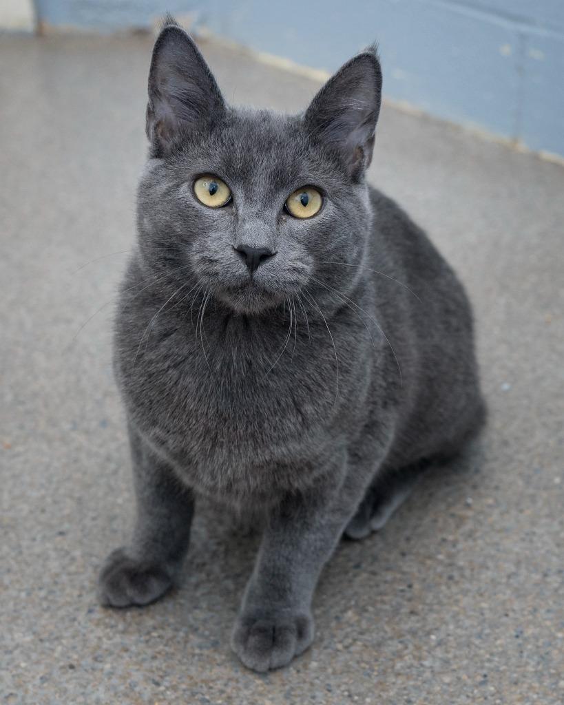 Enlarge Miso, a Adoptable mixed breed in Boone, IA image 2/3