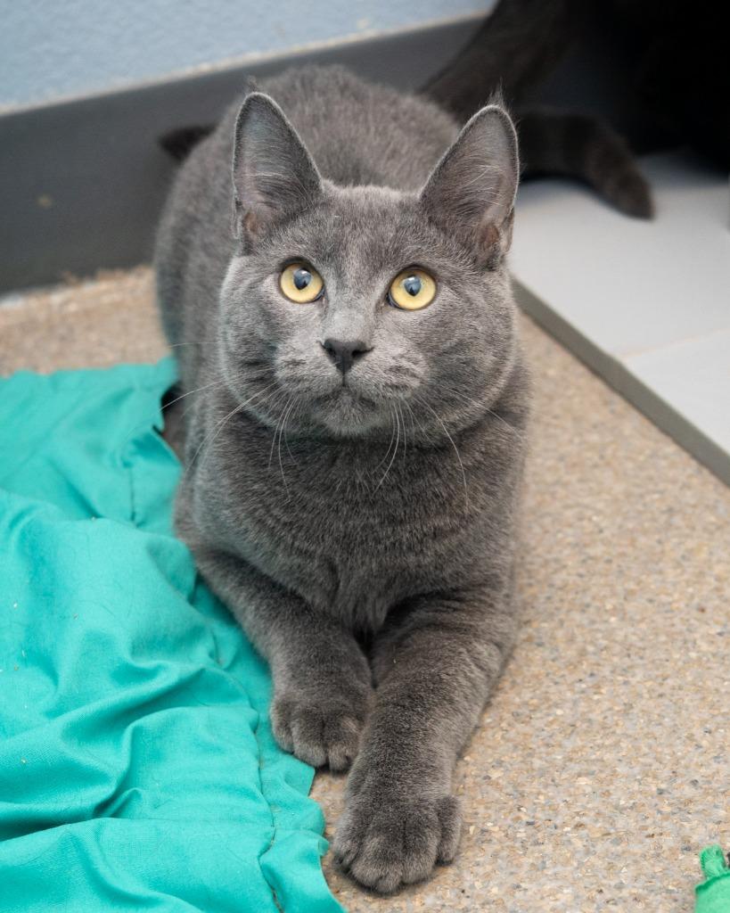 Enlarge Miso, a Adoptable mixed breed in Boone, IA image 3/3