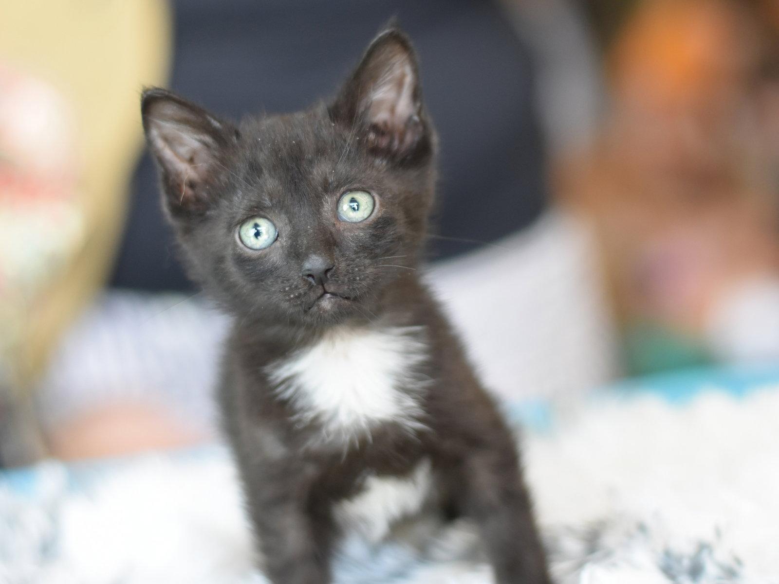 Shelby, a Adoptable Domestic Medium Hair in Montgomery, TX image 1/3