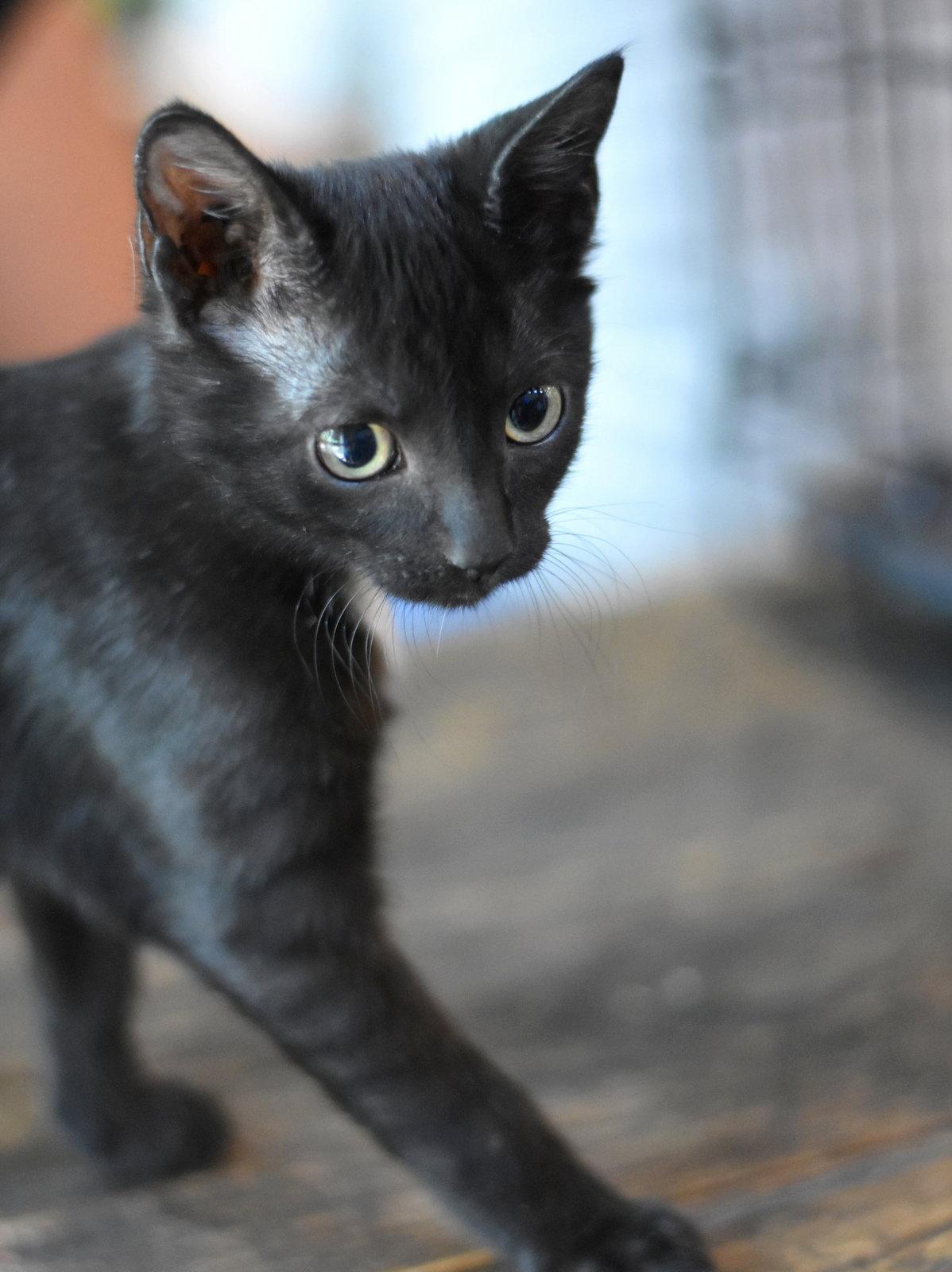 Shelby, a Adoptable Domestic Medium Hair in Montgomery, TX image 2/3