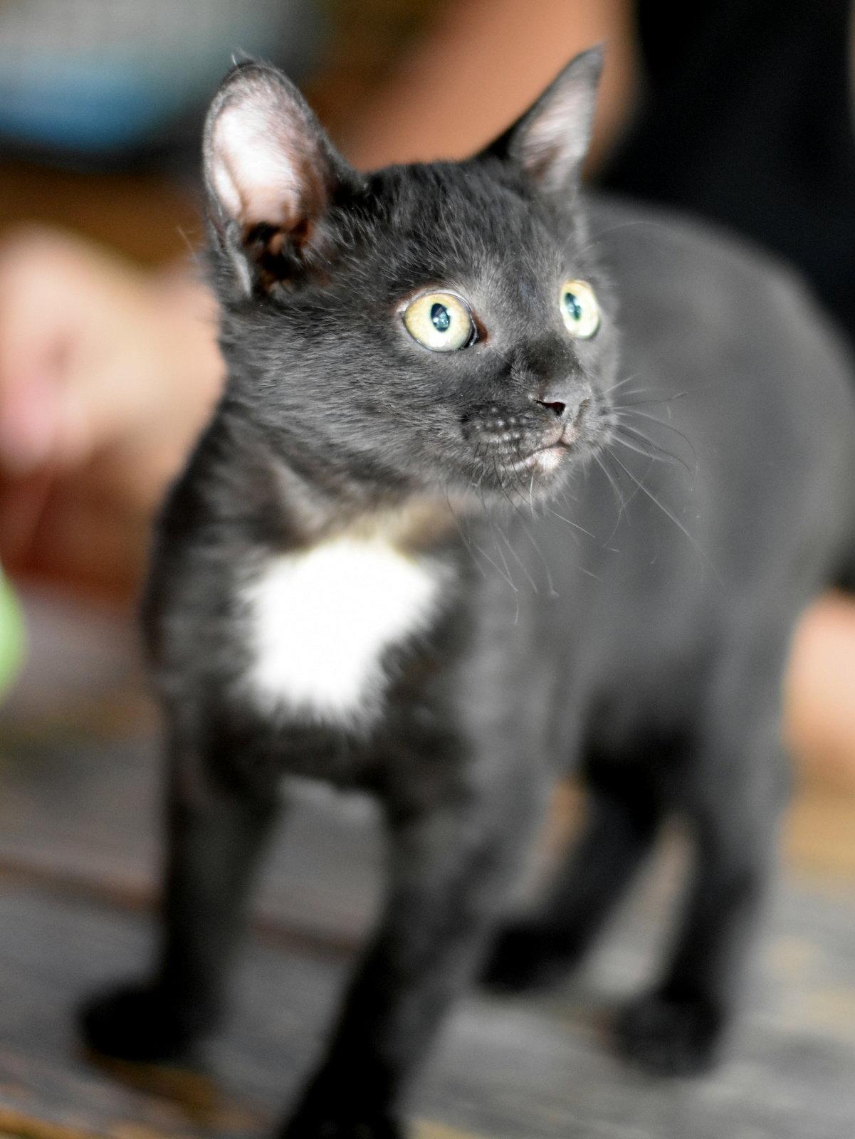 Shelby, a Adoptable Domestic Medium Hair in Montgomery, TX image 3/3