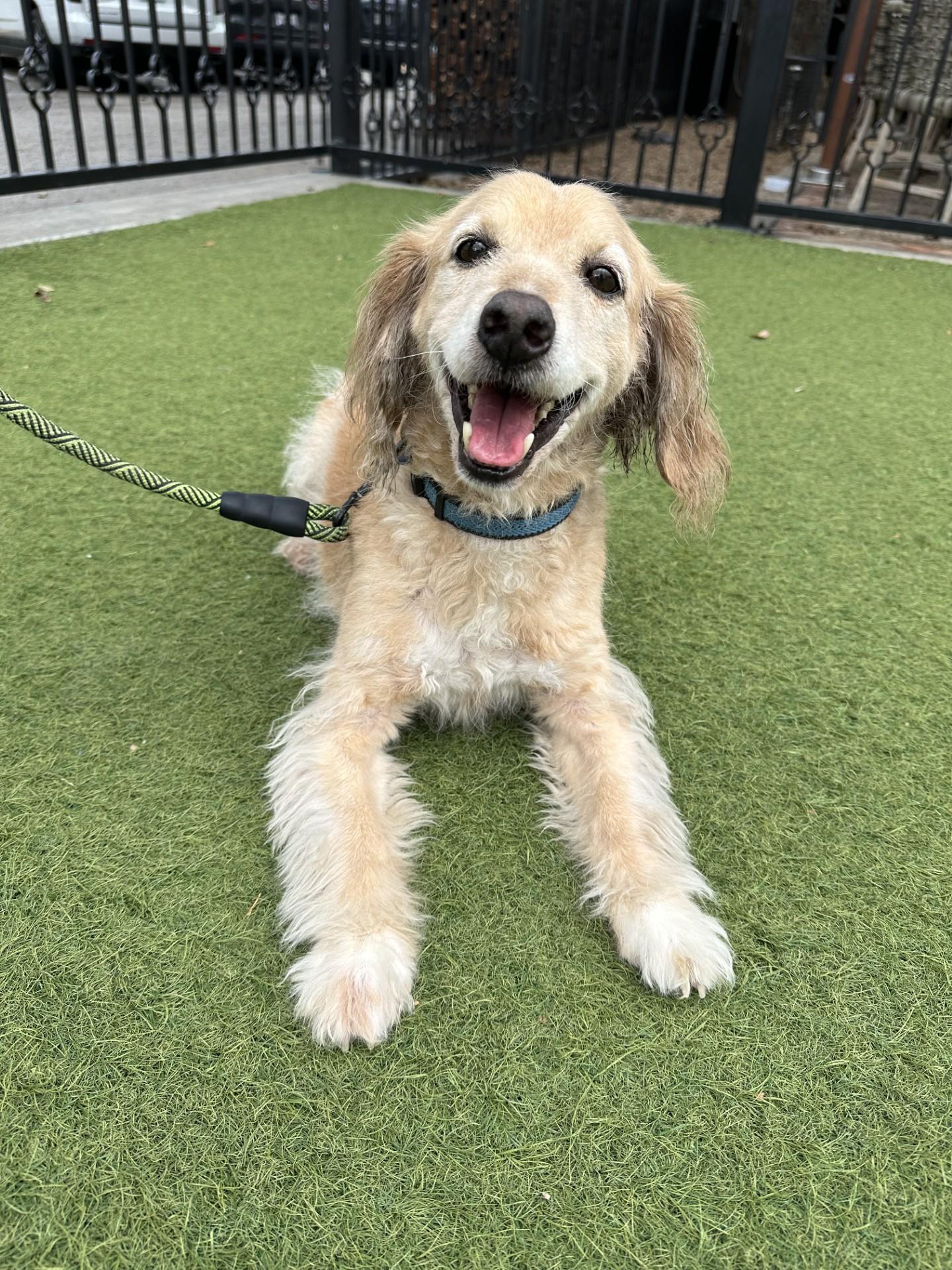 Leo, Adoptable, Senior Male Cocker Spaniel.