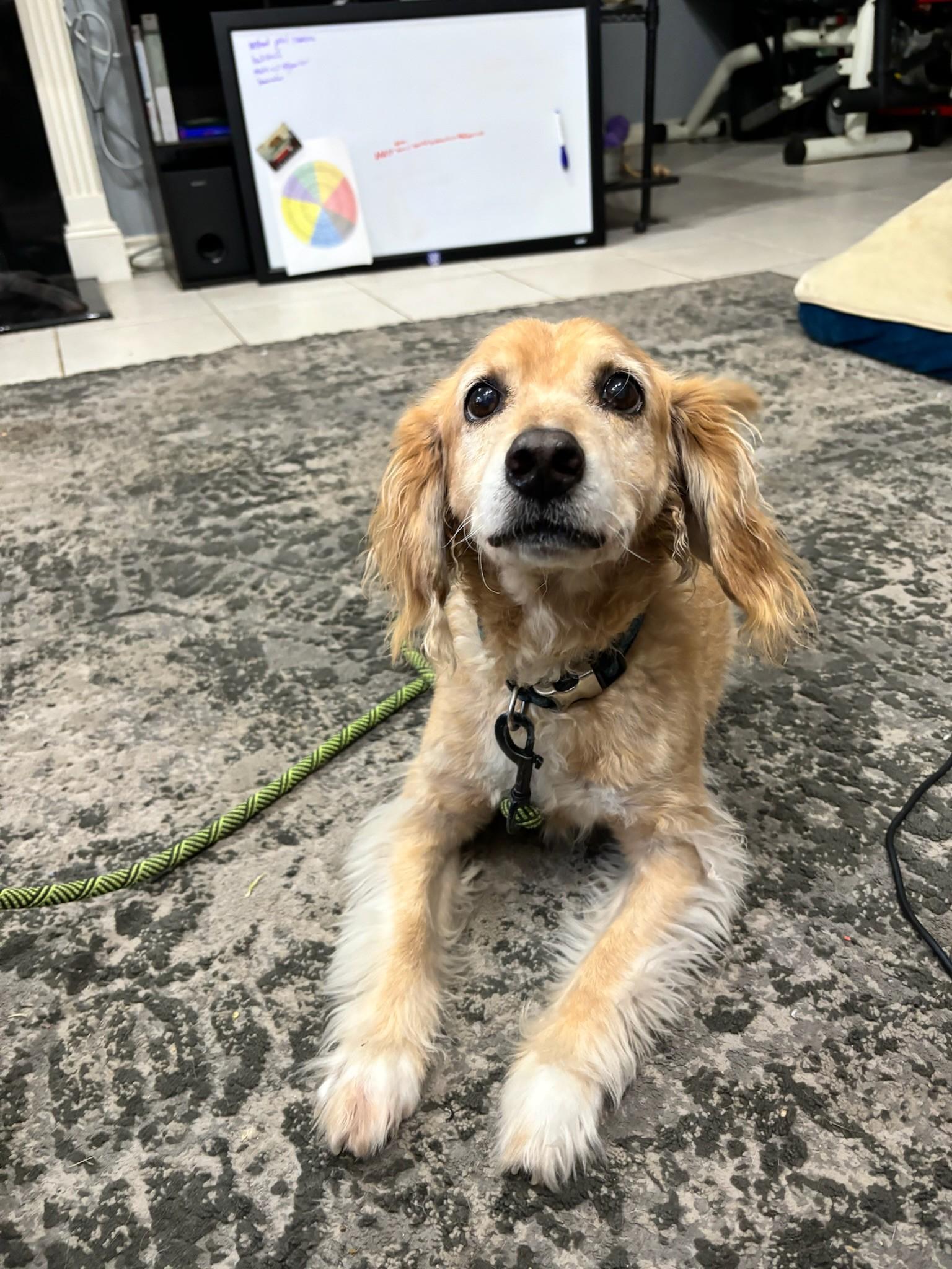 Leo, a Adoptable mixed breed in Houston, TX image 3/5