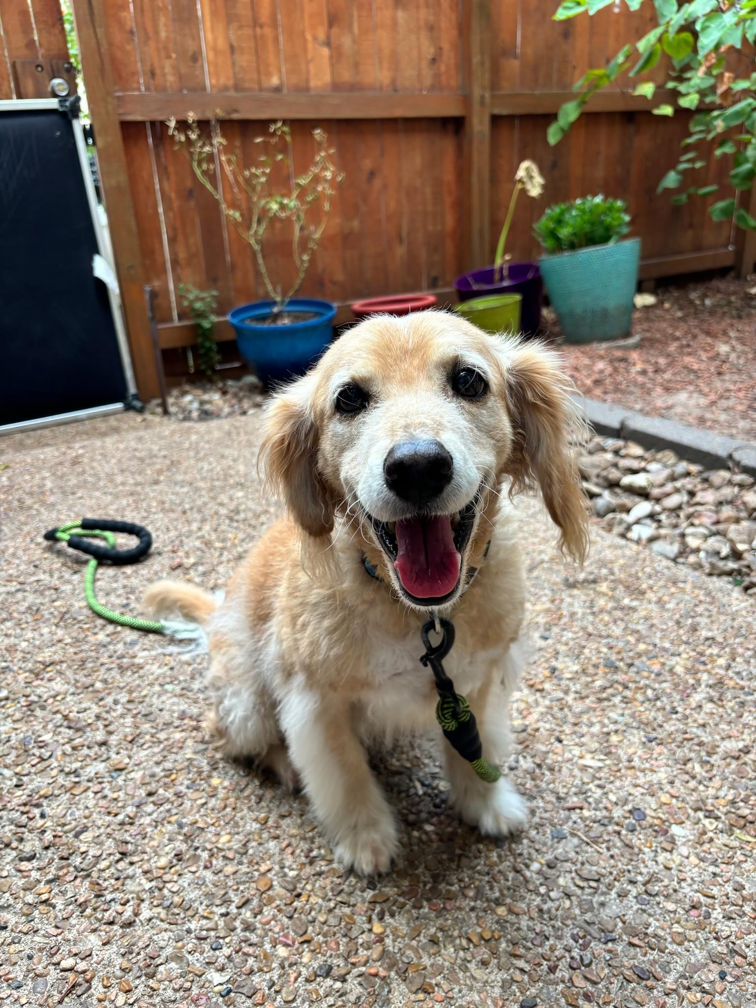 Leo, a Adoptable mixed breed in Houston, TX image 5/5