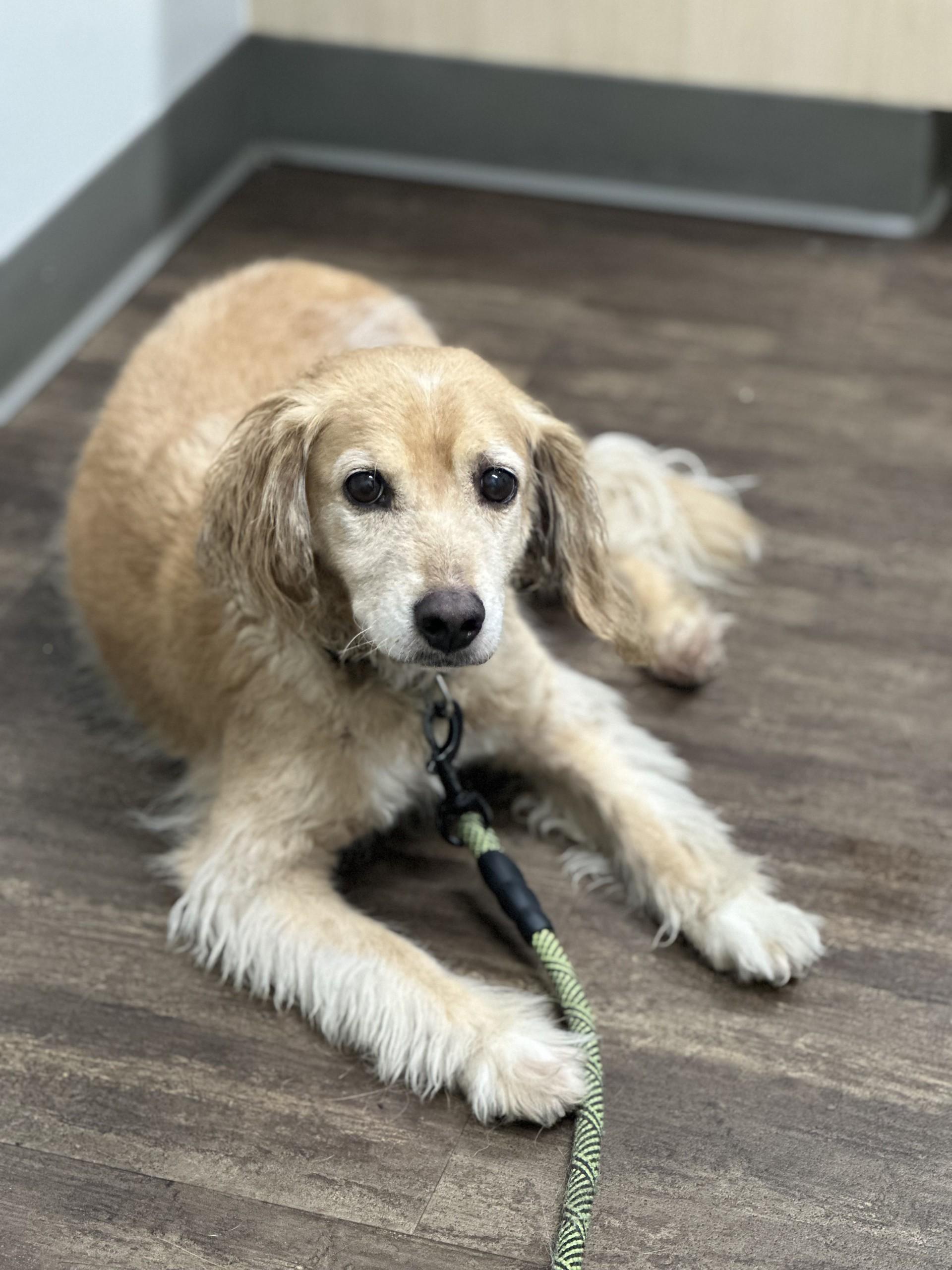 Leo, a Adoptable mixed breed in Houston, TX image 4/5